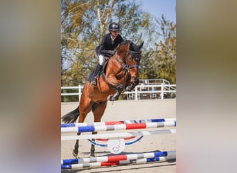 Zangersheider, Wallach, 7 Jahre, 165 cm