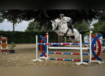 Zangersheider, Wallach, 7 Jahre, 166 cm, Apfelschimmel