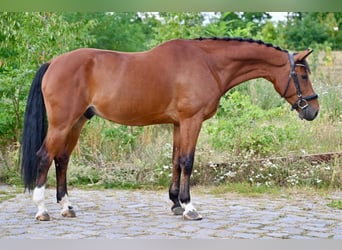Zangersheider, Wallach, 7 Jahre, 167 cm, Brauner