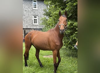 Zangersheider, Wallach, 7 Jahre, 168 cm, Brauner