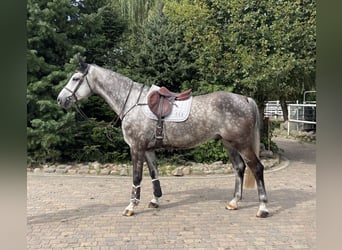 Zangersheider, Wallach, 7 Jahre, 169 cm, Schimmel