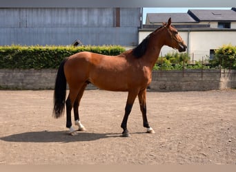 Zangersheider, Wallach, 7 Jahre, 170 cm, Brauner