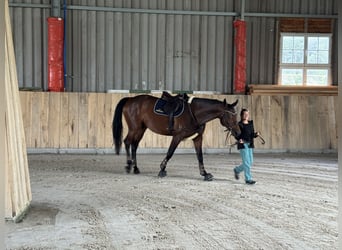Zangersheider, Wallach, 7 Jahre, 170 cm, Brauner