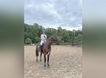 Zangersheider, Wallach, 7 Jahre, 170 cm, Brauner
