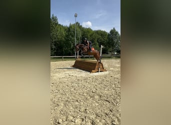 Zangersheider, Wallach, 7 Jahre, 170 cm, Brauner