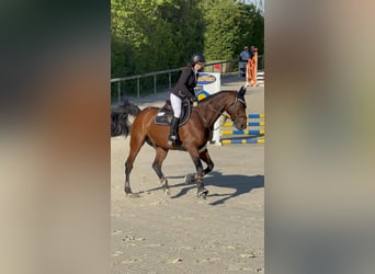 Zangersheider, Wallach, 7 Jahre, 170 cm, Brauner