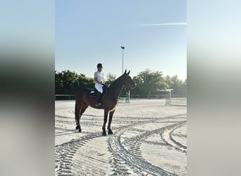 Zangersheider, Wallach, 7 Jahre, 170 cm, Brauner