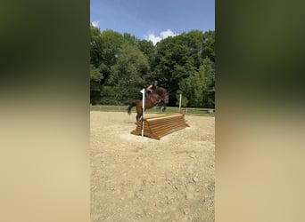 Zangersheider, Wallach, 7 Jahre, 170 cm, Brauner
