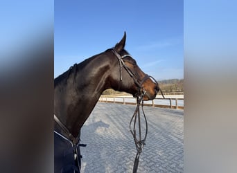 Zangersheider, Wallach, 7 Jahre, 170 cm, Dunkelbrauner
