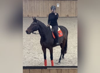 Zangersheider, Wallach, 7 Jahre, 170 cm, Dunkelbrauner