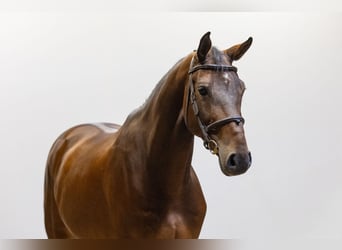 Zangersheider, Wallach, 7 Jahre, 170 cm, Dunkelbrauner