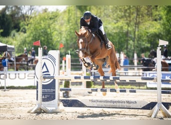 Zangersheider, Wallach, 7 Jahre, 170 cm, Fuchs