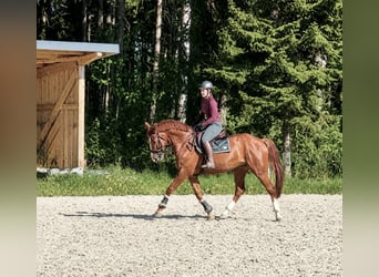 Zangersheider, Wallach, 7 Jahre, 170 cm, Fuchs