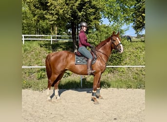 Zangersheider, Wallach, 7 Jahre, 170 cm, Fuchs