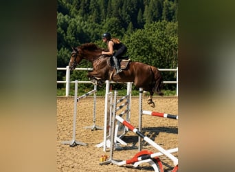 Zangersheider, Wallach, 7 Jahre, 170 cm, Fuchs