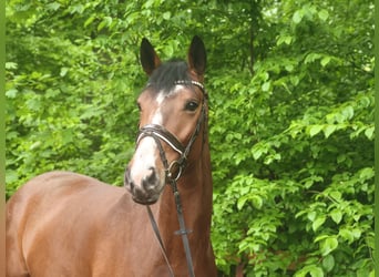 Zangersheider, Wallach, 7 Jahre, 172 cm, Brauner