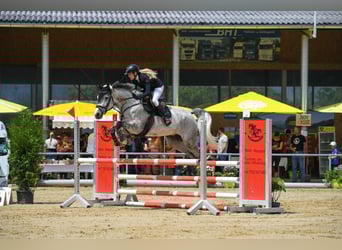Zangersheider, Wallach, 7 Jahre, 172 cm, Schimmel
