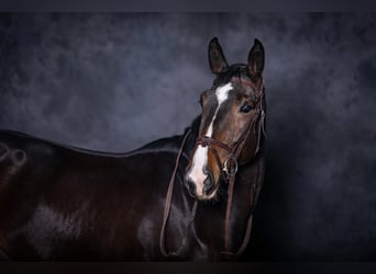 Zangersheider, Wallach, 7 Jahre, 173 cm, Rotbrauner