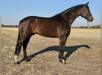 Zangersheider, Wallach, 7 Jahre, 174 cm, Brauner