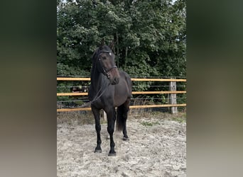 Zangersheider, Wallach, 7 Jahre, 175 cm, Schwarzbrauner