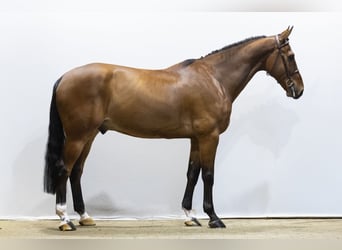 Zangersheider, Wallach, 7 Jahre, 175 cm