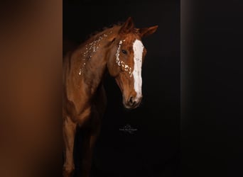 Zangersheider, Wallach, 7 Jahre, 185 cm, Fuchs