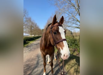 Zangersheider, Wallach, 7 Jahre, Dunkelfuchs