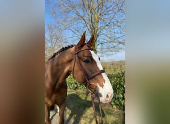 Zangersheider, Wallach, 7 Jahre, Dunkelfuchs