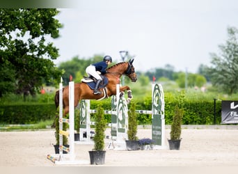 Zangersheider, Wallach, 8 Jahre, 160 cm, Dunkelfuchs
