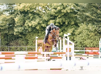 Zangersheider, Wallach, 8 Jahre, 162 cm, Brauner