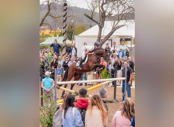Zangersheider, Wallach, 8 Jahre, 162 cm, Brauner