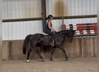 Zangersheider, Wallach, 8 Jahre, 164 cm, Rappe