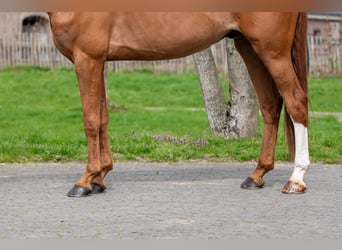 Zangersheider, Wallach, 8 Jahre, 168 cm, Fuchs