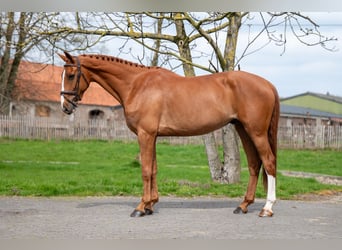 Zangersheider, Wallach, 8 Jahre, 168 cm, Fuchs