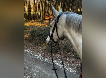 Zangersheider, Wallach, 8 Jahre, 168 cm, Rappschimmel