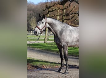 Zangersheider, Wallach, 8 Jahre, 169 cm, Schimmel