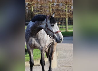 Zangersheider, Wallach, 8 Jahre, 169 cm, Schimmel