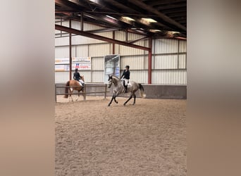 Zangersheider, Wallach, 8 Jahre, 169 cm, Schimmel