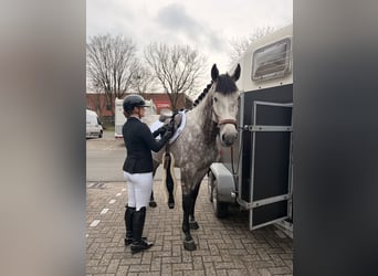 Zangersheider, Wallach, 8 Jahre, 169 cm, Schimmel