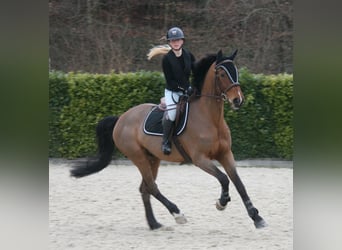 Zangersheider, Wallach, 8 Jahre, 170 cm, Brauner