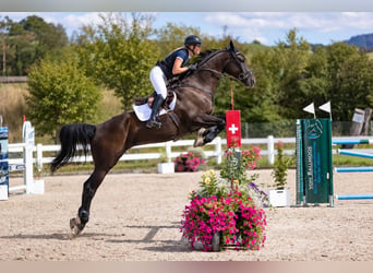 Zangersheider, Wallach, 8 Jahre, 170 cm, Rappe