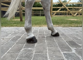 Zangersheider, Wallach, 8 Jahre, 170 cm, Schimmel