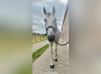 Zangersheider, Wallach, 8 Jahre, 170 cm, Schimmel