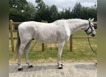 Zangersheider, Wallach, 8 Jahre, 170 cm, Schimmel