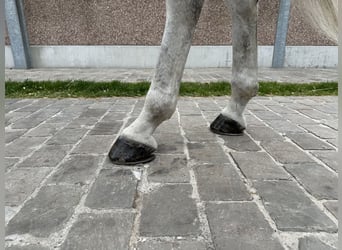 Zangersheider, Wallach, 8 Jahre, 170 cm, Schimmel