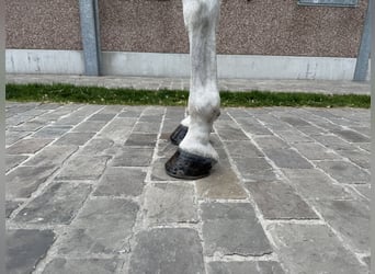 Zangersheider, Wallach, 8 Jahre, 170 cm, Schimmel