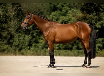 Zangersheider, Wallach, 8 Jahre, 171 cm