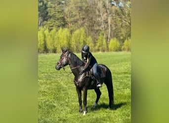 Zangersheider, Wallach, 8 Jahre, 174 cm, Dunkelbrauner