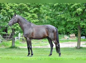 Zangersheider, Wallach, 8 Jahre, 174 cm, Rappe