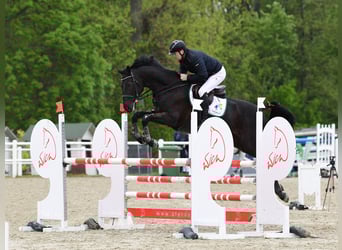 Zangersheider, Wallach, 8 Jahre, 174 cm, Rappe
